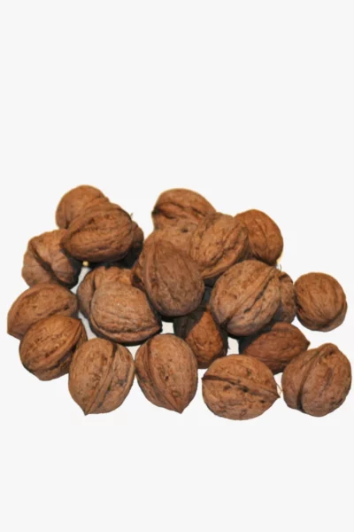 Walnut